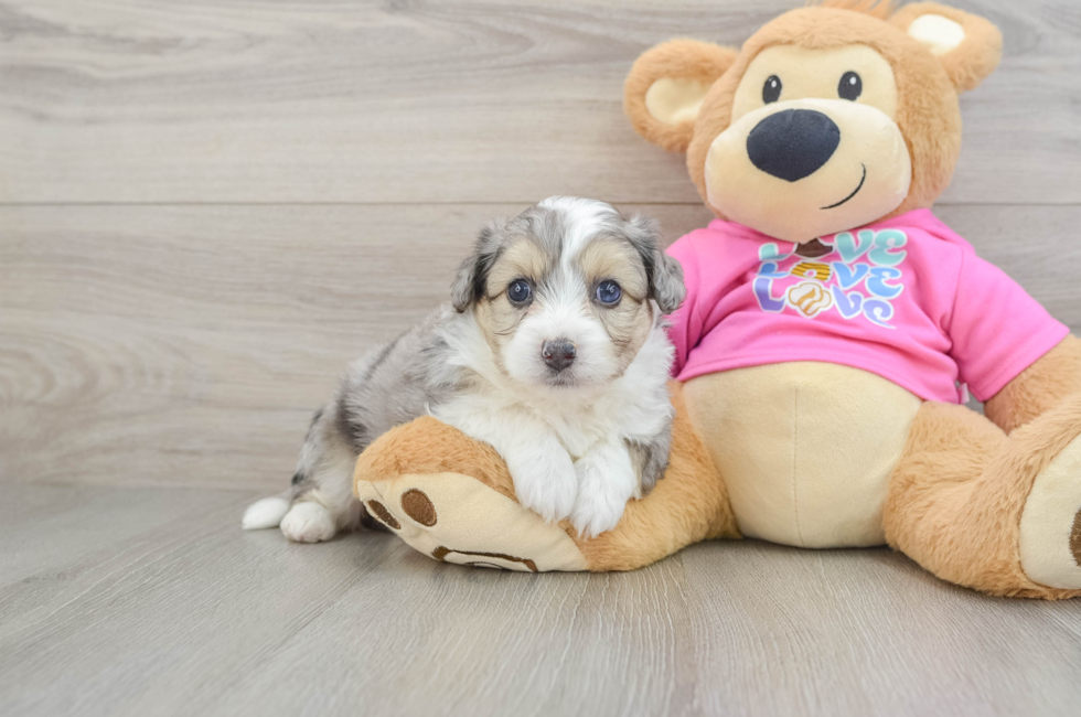 5 week old Aussiechon Puppy For Sale - Florida Fur Babies