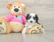 7 week old Aussiechon Puppy For Sale - Florida Fur Babies