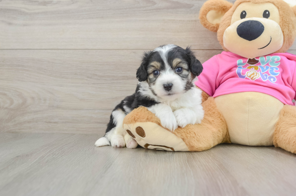 5 week old Aussiechon Puppy For Sale - Florida Fur Babies
