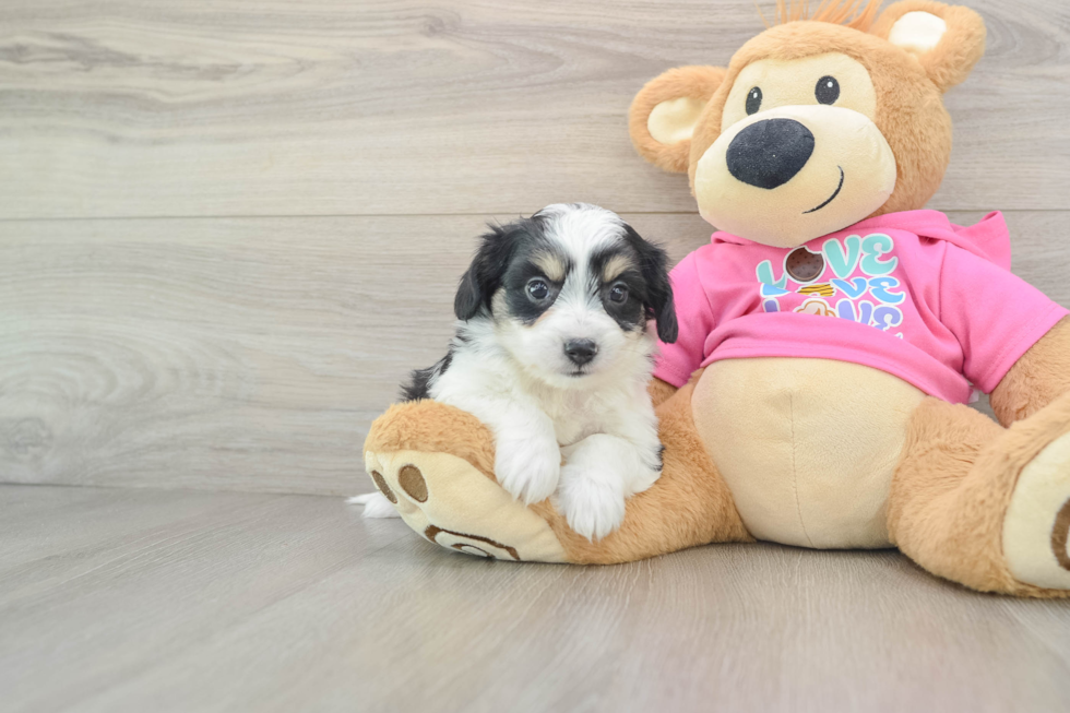 Aussiechon Pup Being Cute