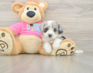6 week old Aussiechon Puppy For Sale - Florida Fur Babies