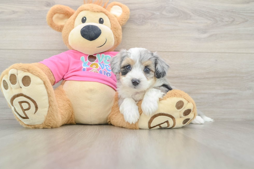 Hypoallergenic Aussie Bichon Designer Puppy