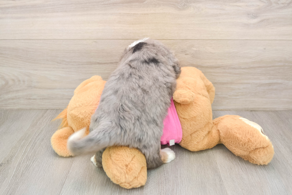 Aussiechon Puppy for Adoption