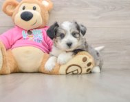 7 week old Aussiechon Puppy For Sale - Florida Fur Babies