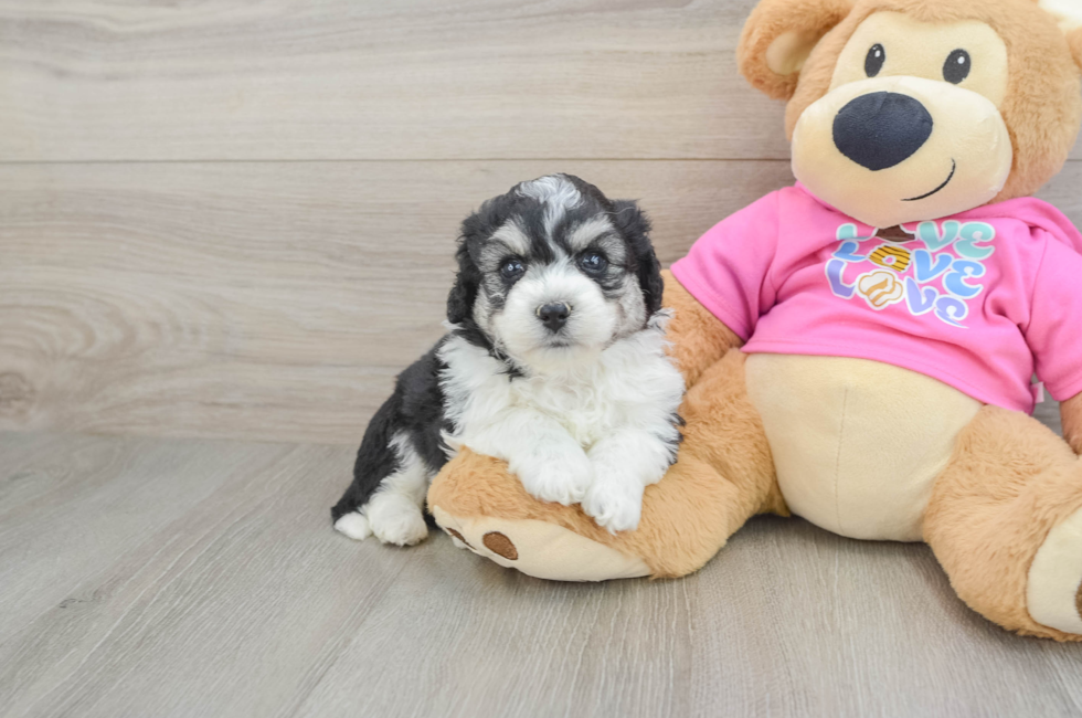 5 week old Aussiechon Puppy For Sale - Florida Fur Babies