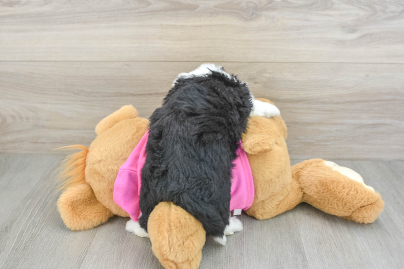 Meet Houston - our Aussiechon Puppy Photo 2/3 - Florida Fur Babies