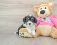 7 week old Aussiechon Puppy For Sale - Florida Fur Babies