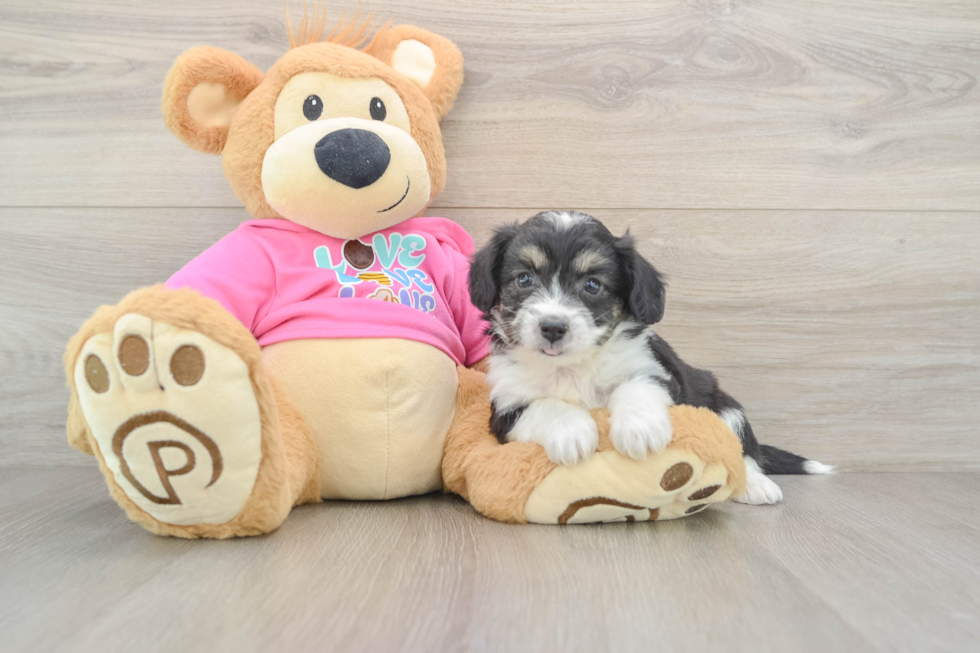 Aussiechon Pup Being Cute