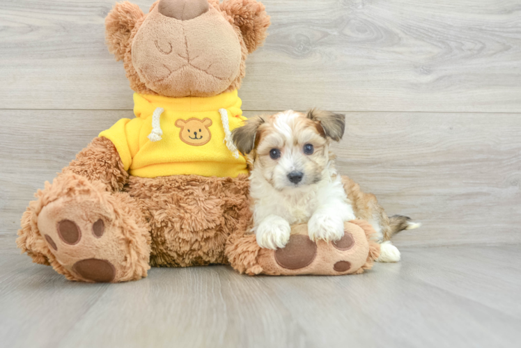 Fluffy Aussiechon Designer Pup