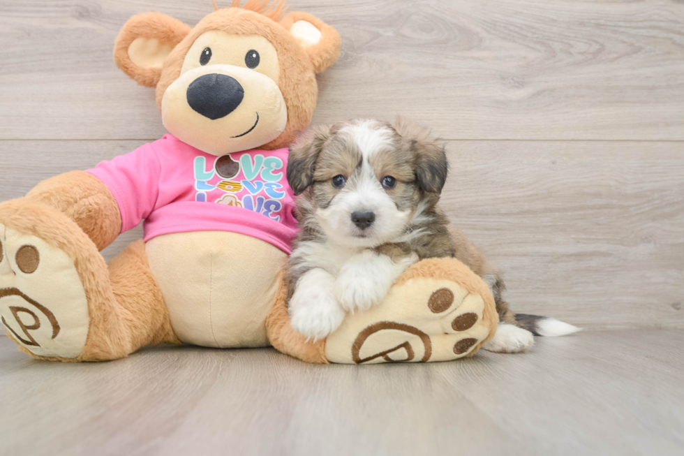 Adorable Aussie Bichon Designer Puppy