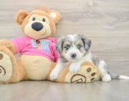 6 week old Aussiechon Puppy For Sale - Florida Fur Babies