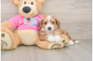 Aussiechon Puppy for Adoption