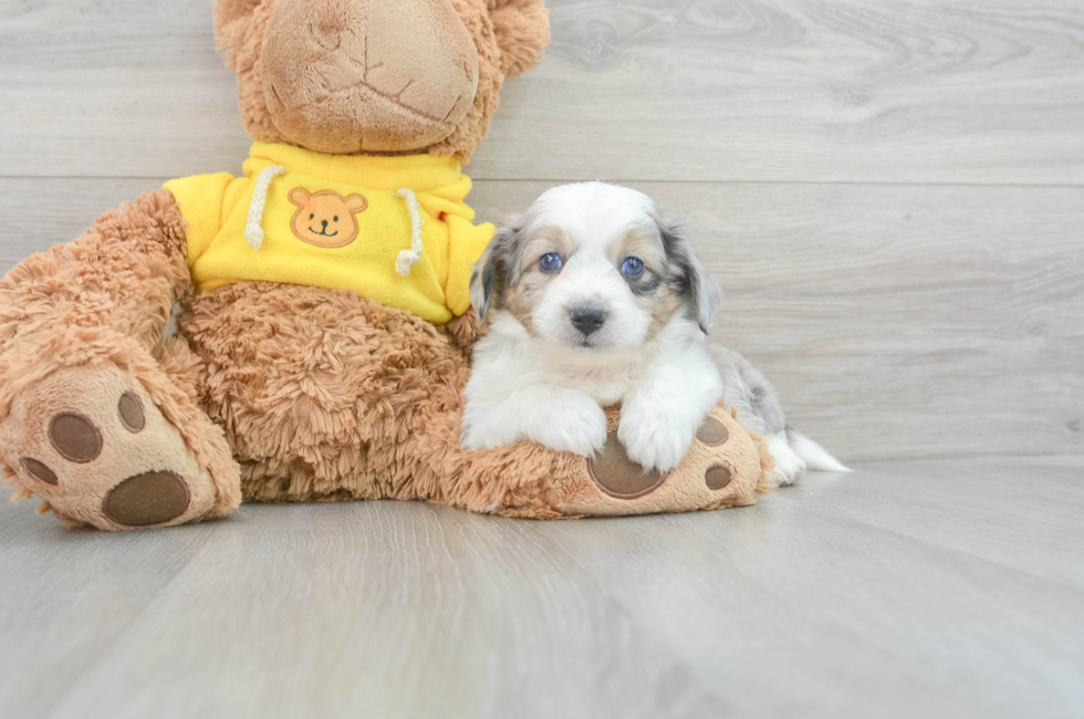 8 week old Aussiechon Puppy For Sale - Florida Fur Babies