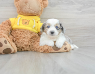 9 week old Aussiechon Puppy For Sale - Florida Fur Babies