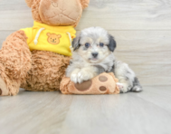 7 week old Aussiechon Puppy For Sale - Florida Fur Babies