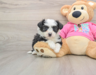 7 week old Aussiechon Puppy For Sale - Florida Fur Babies