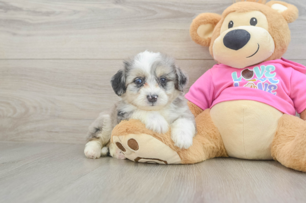 5 week old Aussiechon Puppy For Sale - Florida Fur Babies