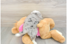 Energetic Aussie Bichon Designer Puppy