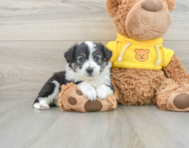 6 week old Aussiechon Puppy For Sale - Florida Fur Babies