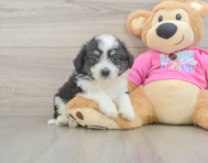 6 week old Aussiechon Puppy For Sale - Florida Fur Babies