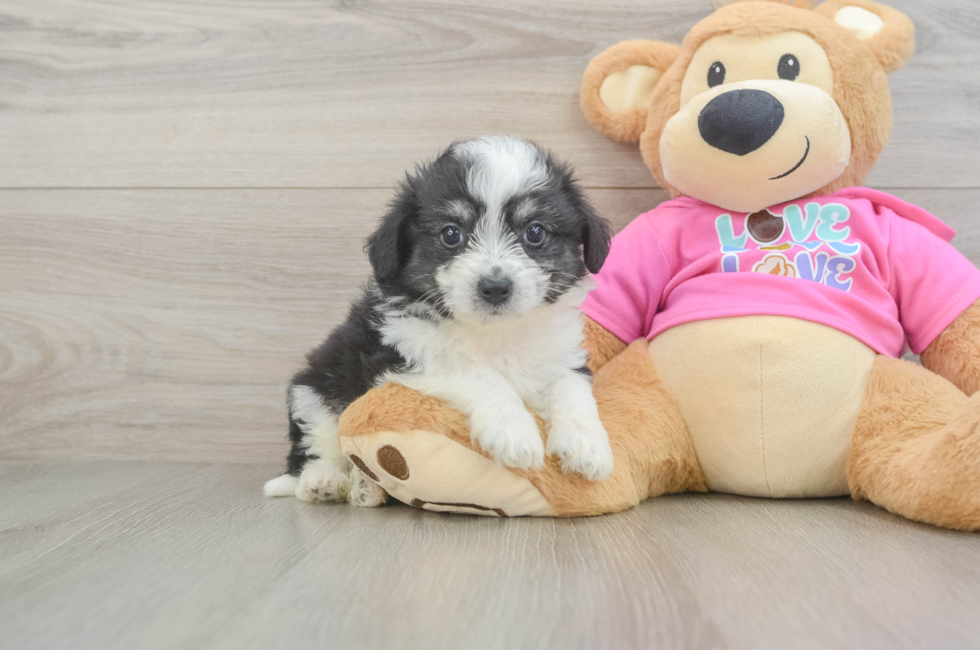 5 week old Aussiechon Puppy For Sale - Florida Fur Babies