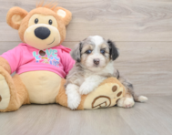 8 week old Aussiechon Puppy For Sale - Florida Fur Babies