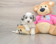 8 week old Aussiechon Puppy For Sale - Florida Fur Babies