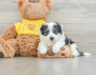 8 week old Aussiechon Puppy For Sale - Florida Fur Babies