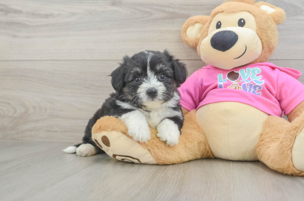 5 week old Aussiechon Puppy For Sale - Florida Fur Babies