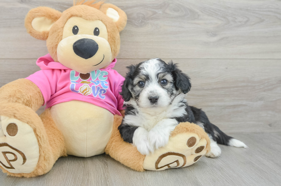 6 week old Aussiechon Puppy For Sale - Florida Fur Babies