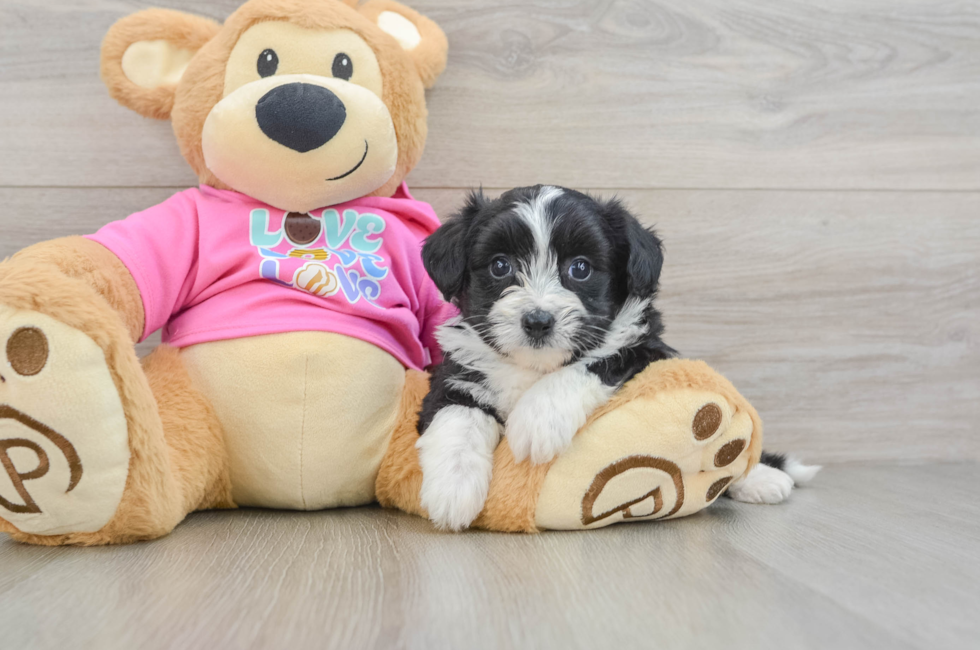 6 week old Aussiechon Puppy For Sale - Florida Fur Babies