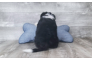 Aussiechon Puppy for Adoption
