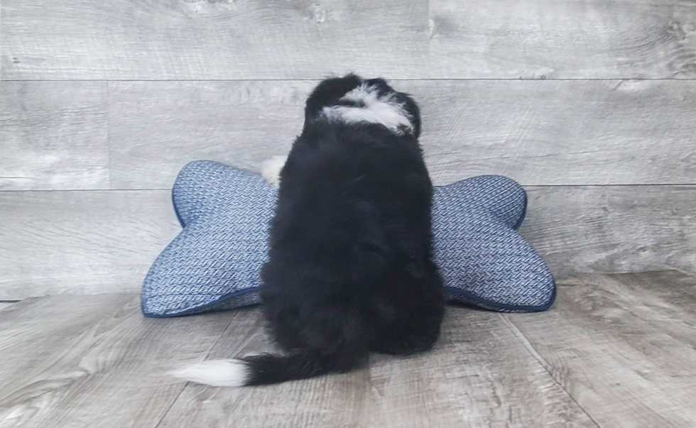 Aussiechon Puppy for Adoption