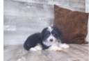 Aussiechon Pup Being Cute