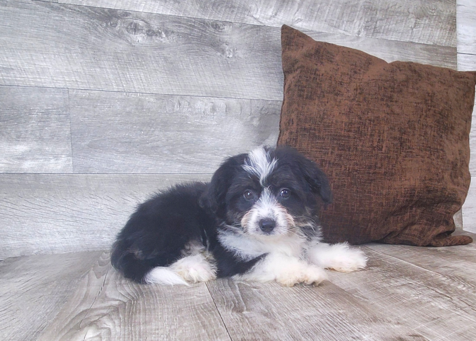 Aussiechon Pup Being Cute