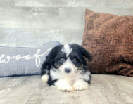 9 week old Aussiechon Puppy For Sale - Florida Fur Babies