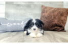 Cute Aussiechon Designer Pup