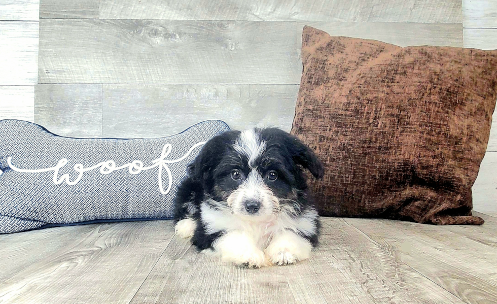 Cute Aussiechon Designer Pup