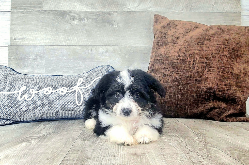 10 week old Aussiechon Puppy For Sale - Florida Fur Babies