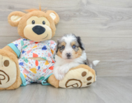 7 week old Aussiechon Puppy For Sale - Florida Fur Babies