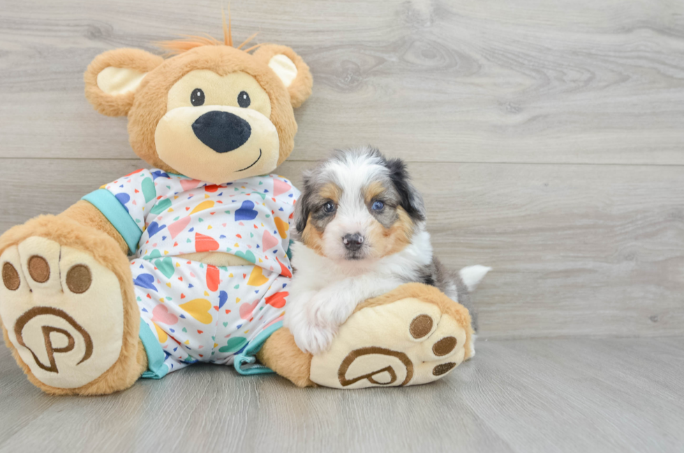 7 week old Aussiechon Puppy For Sale - Florida Fur Babies