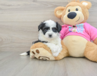 6 week old Aussiechon Puppy For Sale - Florida Fur Babies