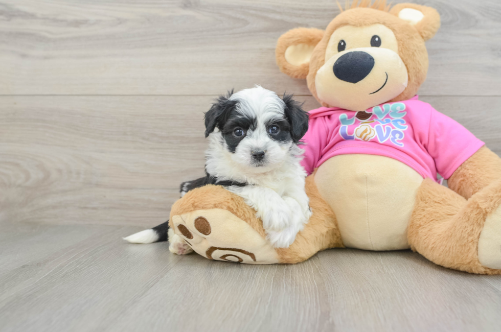 6 week old Aussiechon Puppy For Sale - Florida Fur Babies