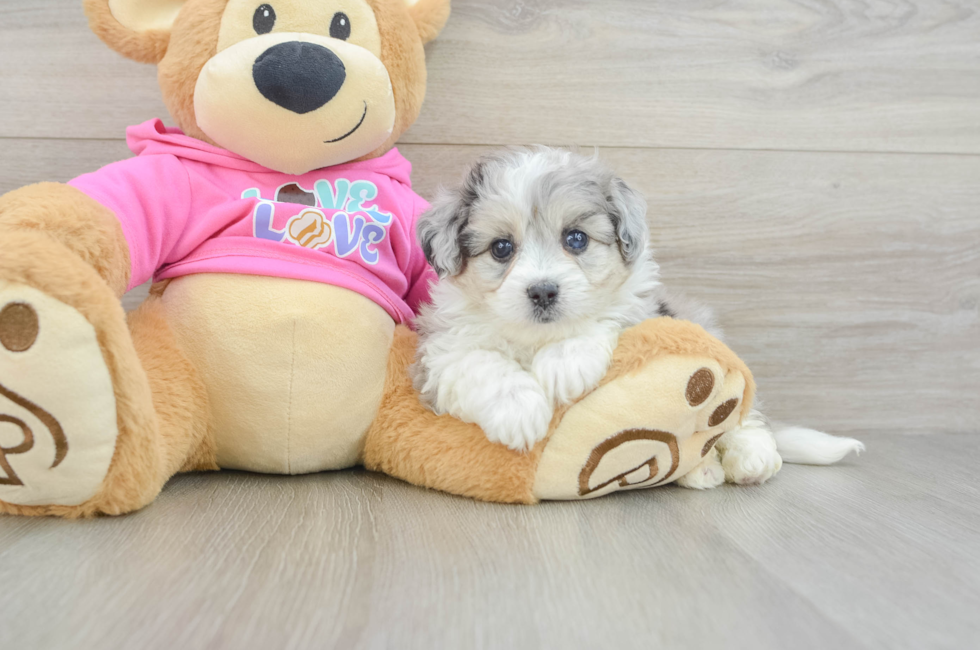 6 week old Aussiechon Puppy For Sale - Florida Fur Babies