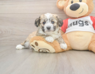 7 week old Aussiechon Puppy For Sale - Florida Fur Babies