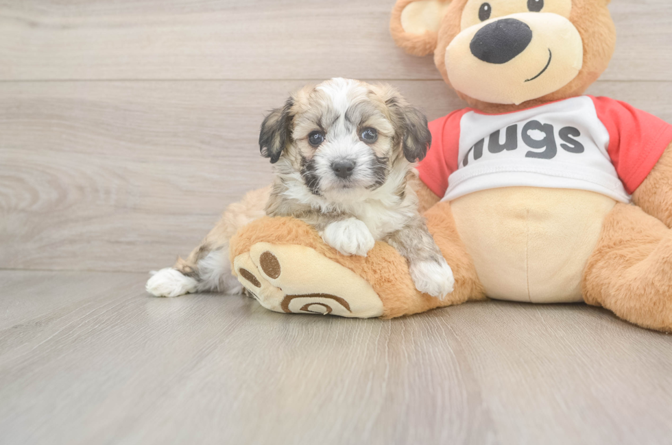 5 week old Aussiechon Puppy For Sale - Florida Fur Babies