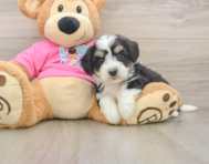 7 week old Aussiechon Puppy For Sale - Florida Fur Babies