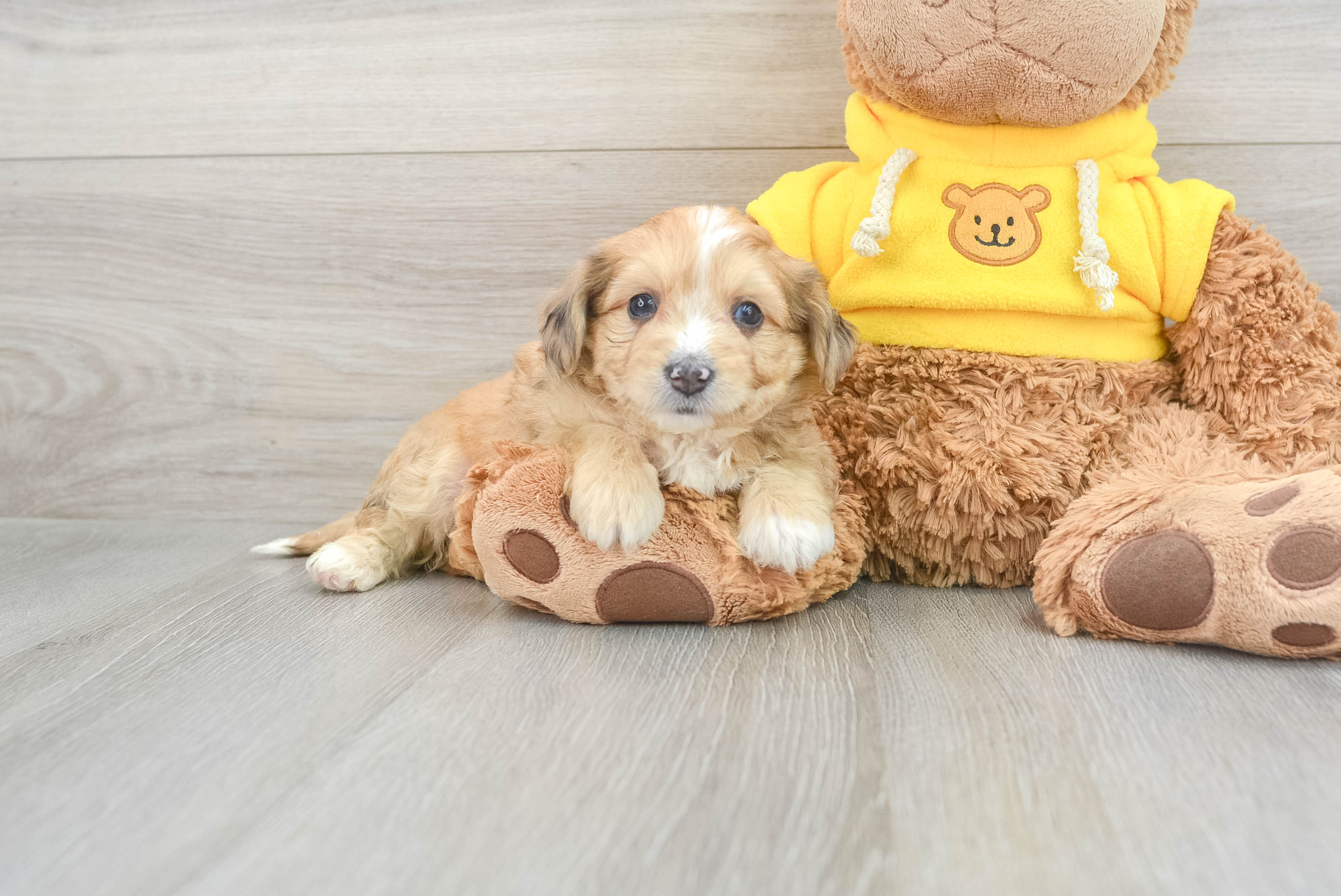 Aussiechon Puppy for Adoption