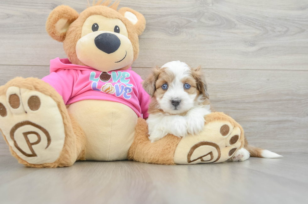 6 week old Aussiechon Puppy For Sale - Florida Fur Babies