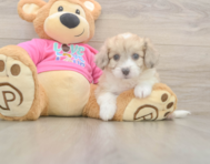 7 week old Aussiechon Puppy For Sale - Florida Fur Babies